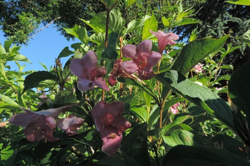 Weigela florida (Caprifoliaceae)